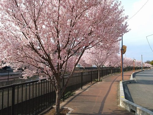 新忍川　酒巻用水　桜並木　小彼岸桜の画像