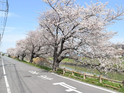 忍川　土手の桜並木の画像