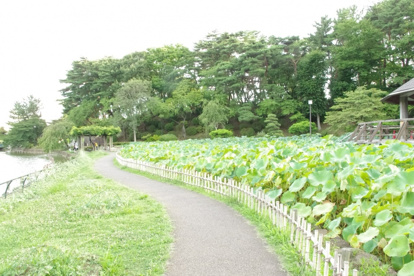 千葉公園の画像3