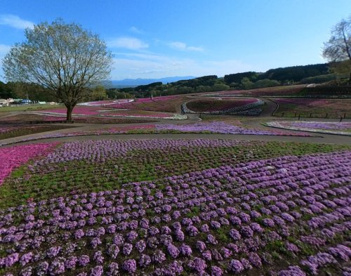 みさと芝桜公園の画像1