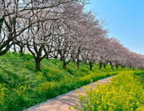 さくら堤公園