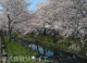 氷川桜パークの画像
