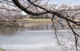 小畔水鳥の郷公園の画像