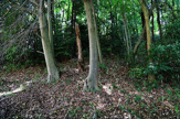 桜井茶臼山古墳