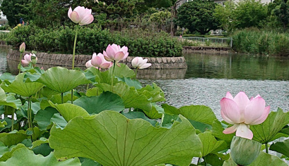 市場池公園の画像1