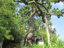 根上り松