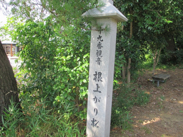 目印 根上り松の画像2