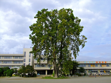 佐野市立 植野小学校の画像1