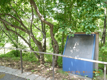 赤羽自然観察公園の画像5