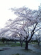 吉井運動公園の画像