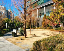 住友不動産青葉台タワー 公開空地