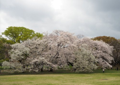 砧公園の画像1