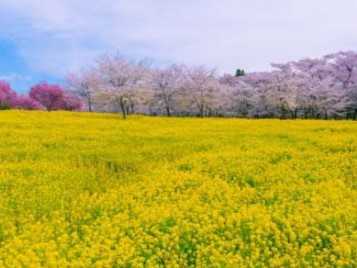 赤城南面千本桜の画像1
