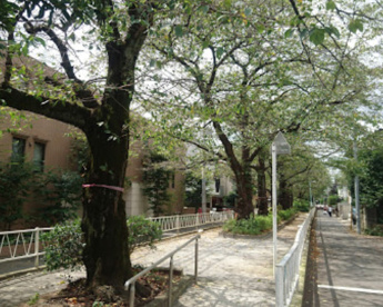 呑川本流緑道の画像1