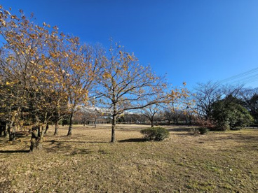 都立水元公園（旧桜公園地区）の画像2