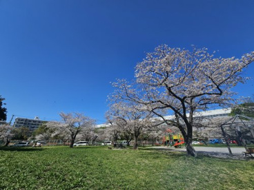 都立水元公園（旧桜公園地区）の画像3