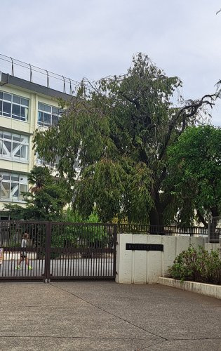 練馬区立富士見台小学校