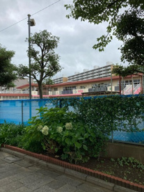 松葉保育園の画像1