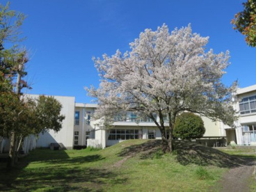 久喜市立青葉小学校の画像1