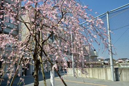 片瀬中学校の画像1