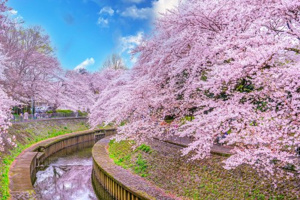 善福寺川緑地の画像