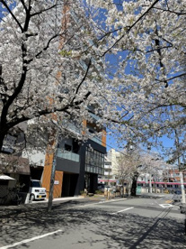 桜並木通りの画像2