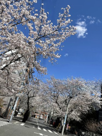 桜並木通りの画像3
