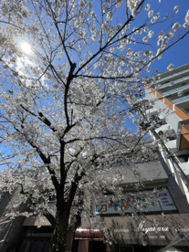 桜並木通りの画像4