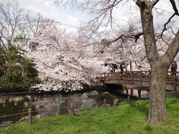 東綾瀬公園の画像1