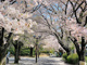 豊島区立上池袋さくら公園の画像