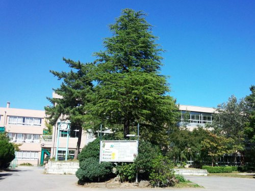 草加市立栄中学校の画像