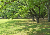 公園 小金井公園