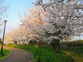 中央公園