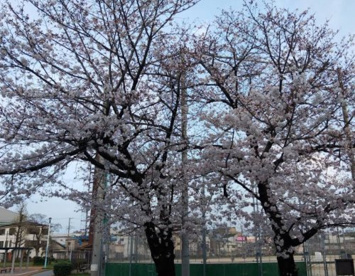 歌島公園の画像1