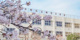 中野区立桃花小学校の画像