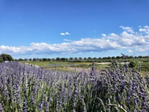 菖蒲総合支所 ラベンダー堤