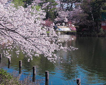 洗足池公園の画像1