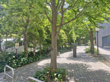 南青山三丁目緑地の画像1