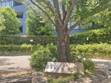 南青山七丁目緑地の画像1