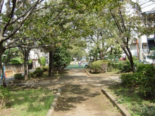 公園 玉川上水緑道