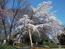 駒沢公園