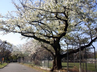 駒沢公園の画像2
