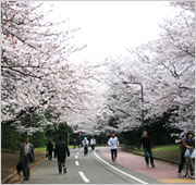 駒沢公園の画像3