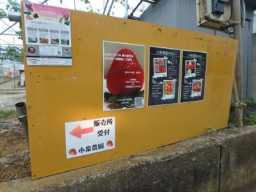 小泉農園（いちご狩り）の画像1