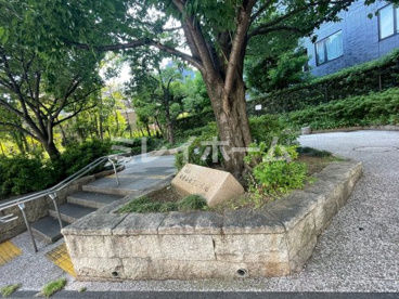 南青山七丁目緑地の画像3