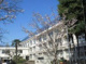 練馬区立中村小学校の画像