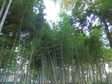 すずめのお宿緑地公園