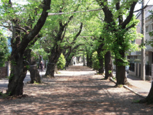 その他 立会川緑道