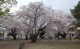 伊豆の山公園の画像