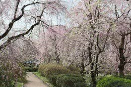 神代植物公園の桜の画像1